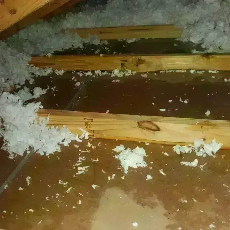 Attic Water Damage in Castle Rock, CO